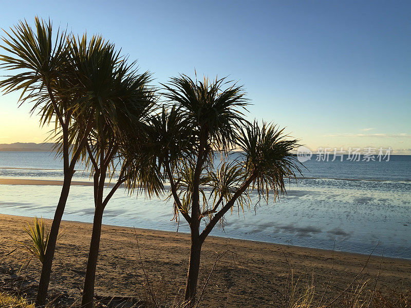 New Zealand / Aotearoa by Sunset;Ti Kouka (Cordyline Australis)，黄昏